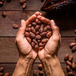 Exportadores de Cacao
