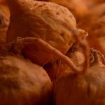peruvian maca